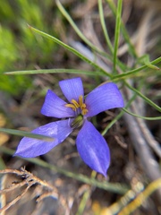 Cheiranthera alternifolia