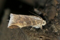 Pindara illibata