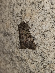 Polymixis lichenea
