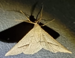 Isturgia penthearia