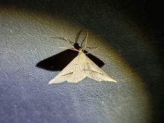 Isturgia penthearia