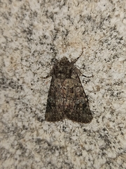 Polymixis lichenea