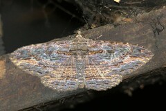Anisoneura salebrosa