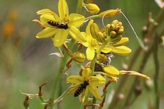 Melangyna viridiceps