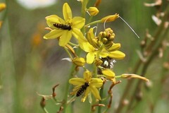 Melangyna viridiceps