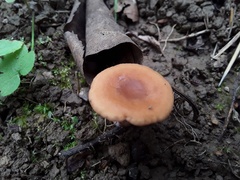 Lactarius aurantiacus