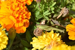 Phaneroptera nigroantennata