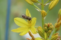 Melangyna viridiceps