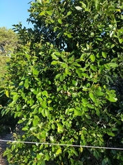 Cryptocarya triplinervis