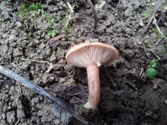 Lactarius aurantiacus