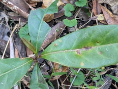 Rhodomyrtus psidioides