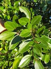 Cryptocarya triplinervis