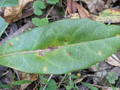 Rhodomyrtus psidioides