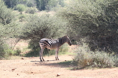 Equus quagga chapmani