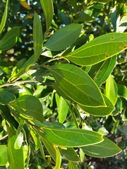 Cryptocarya triplinervis