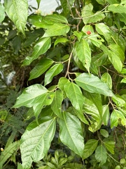 Ficus irisana