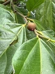 Ficus irisana