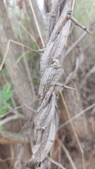 Secamone parvifolia