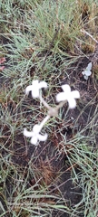 Kohautia amatymbica