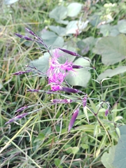 Dianthus longicalyx