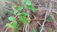 Secamone parvifolia