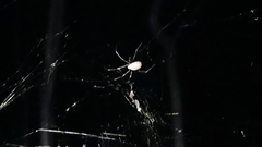 Trichonephila plumipes