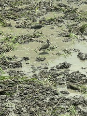 Rostratula benghalensis