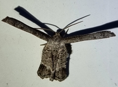 Phazaca interrupta