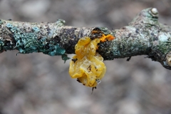 Tremella mesenterica