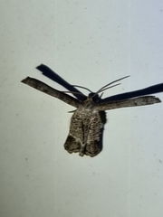 Phazaca interrupta