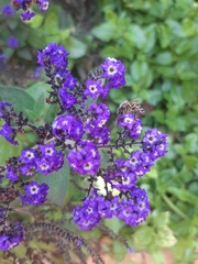 Apis mellifera capensis