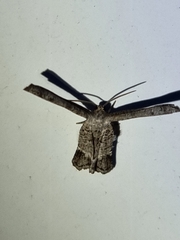 Phazaca interrupta