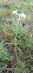 Kohautia amatymbica