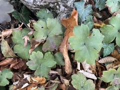 Hepatica transsilvanica