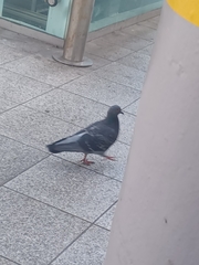 Columba livia domestica