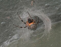 Nephilingis cruentata