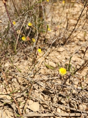 Aspalathus nudiflora