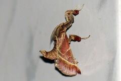 Sacada