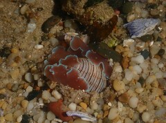 Hydatina physis