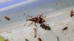 Curculionoidea
