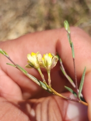 Aspalathus nudiflora