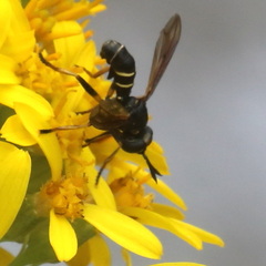 Conops quadrifasciatus
