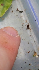 Curculionoidea