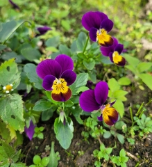 Viola × wittrockiana