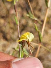 Aspalathus nudiflora