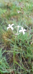 Kohautia amatymbica