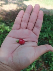 Eugenia involucrata