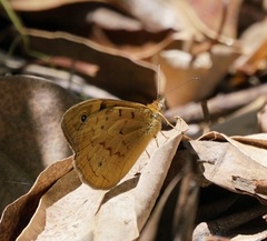 Heteronympha merope