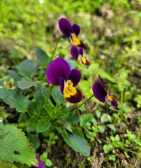 Viola × wittrockiana