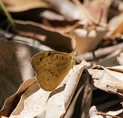 Heteronympha merope